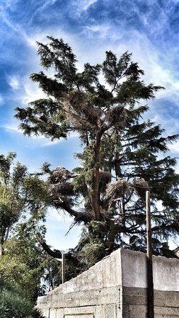 Bar Vine Tree