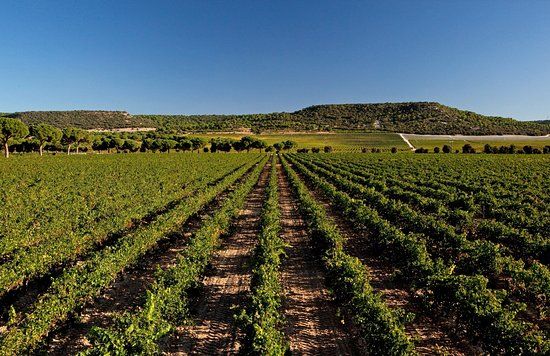 Bodega Abadía Retuerta