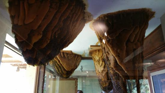 Abejas del Valle