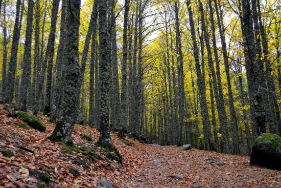 El Castañar de El Tiemblo